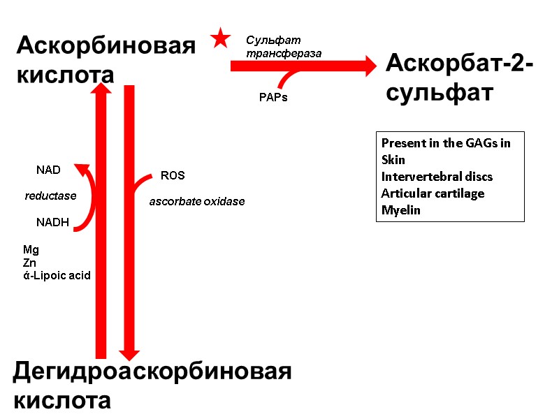 Аскорбиновая кислота Дегидроаскорбиновая кислота Аскорбат-2-сульфат     NAD  reductase  